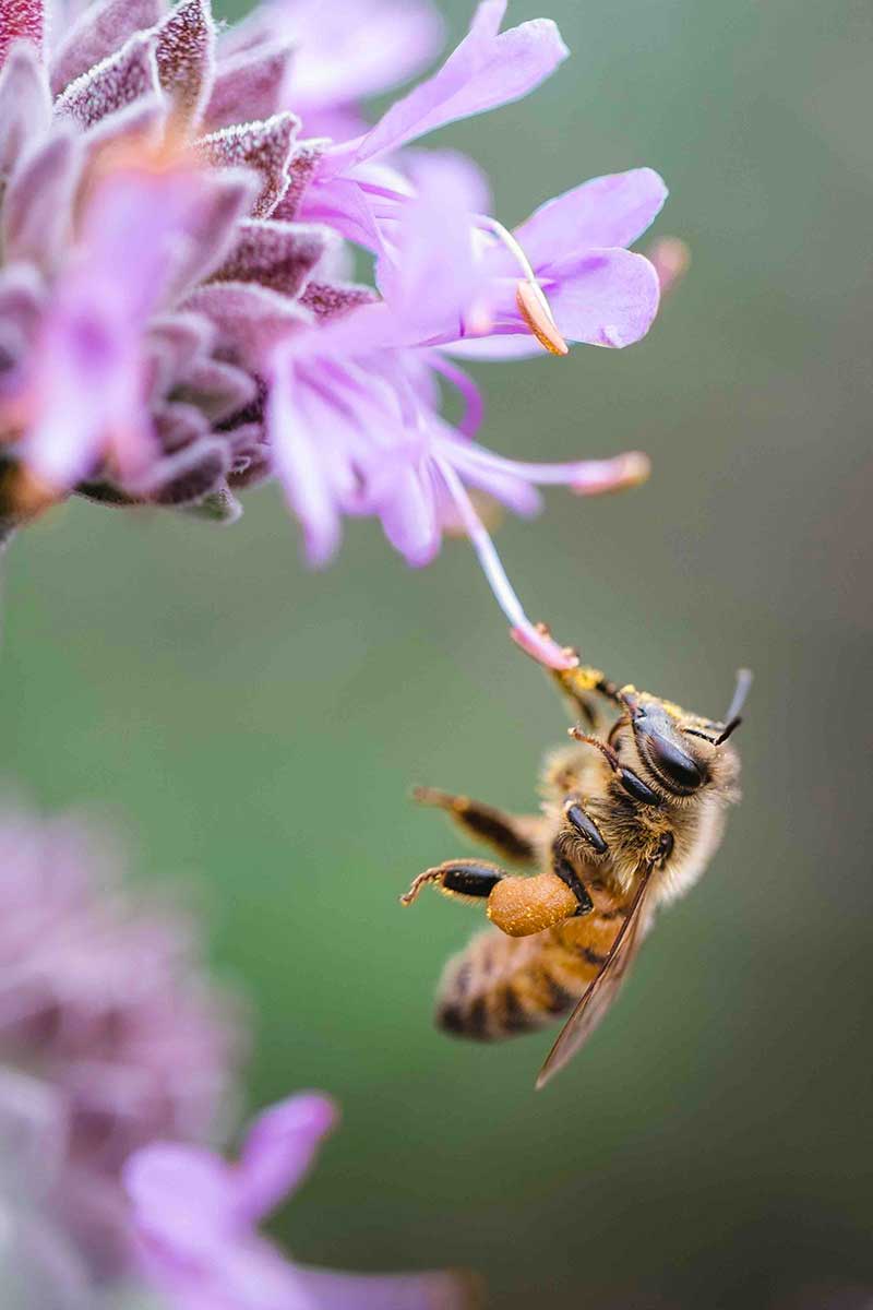 somatic bees vibration oyinso