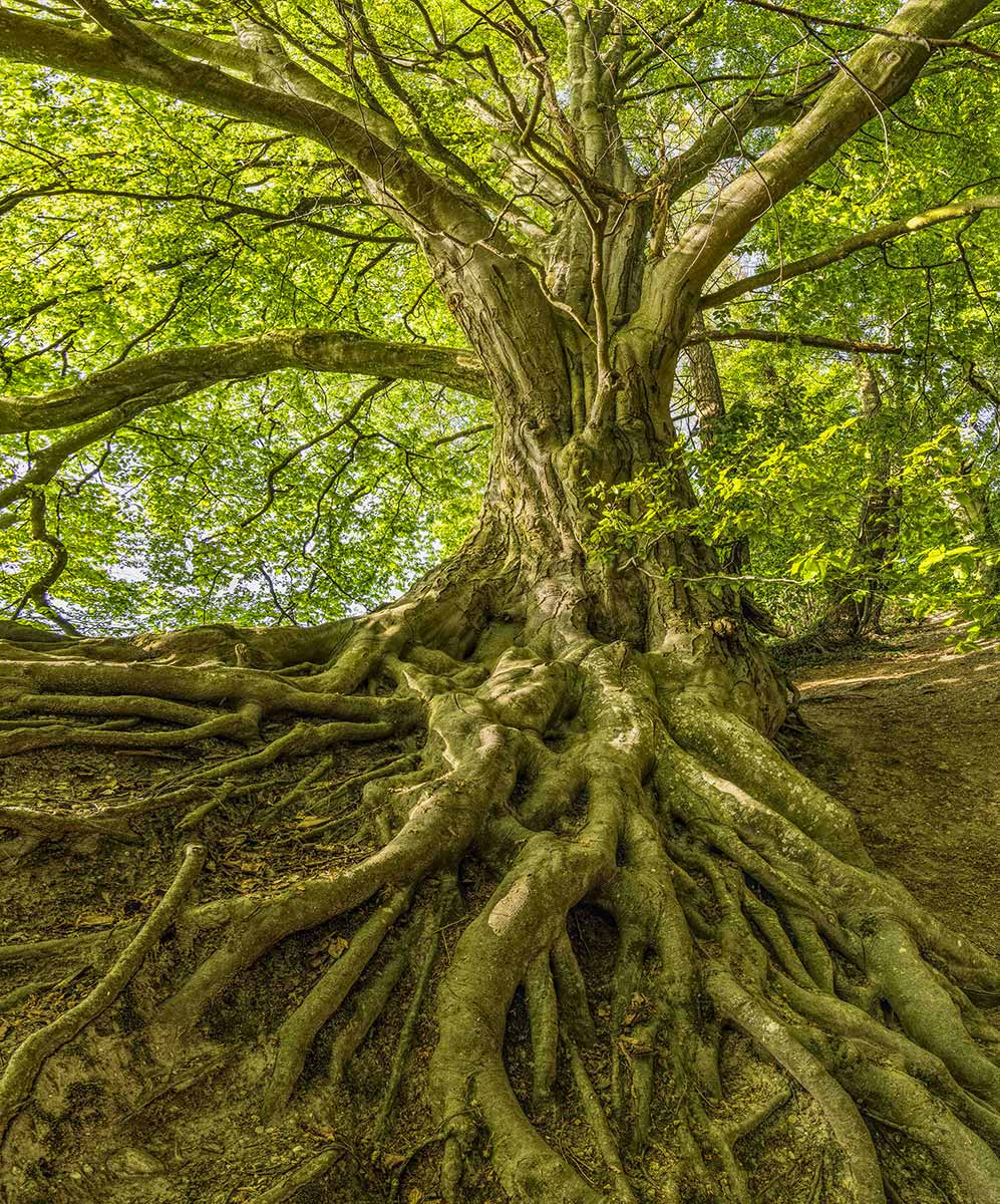 eco somatic oyinso arbre racines