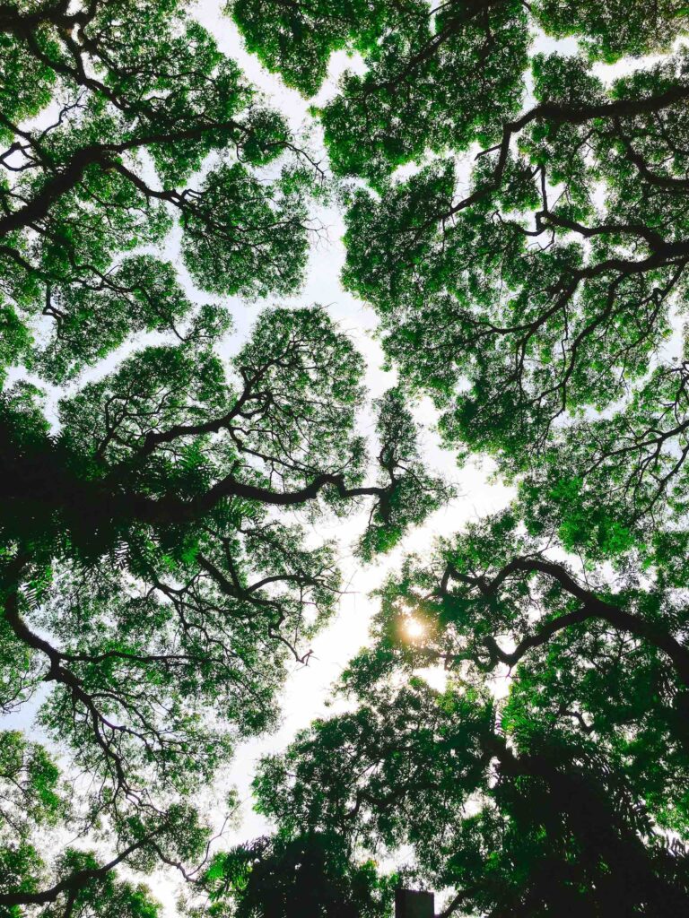eco somatique