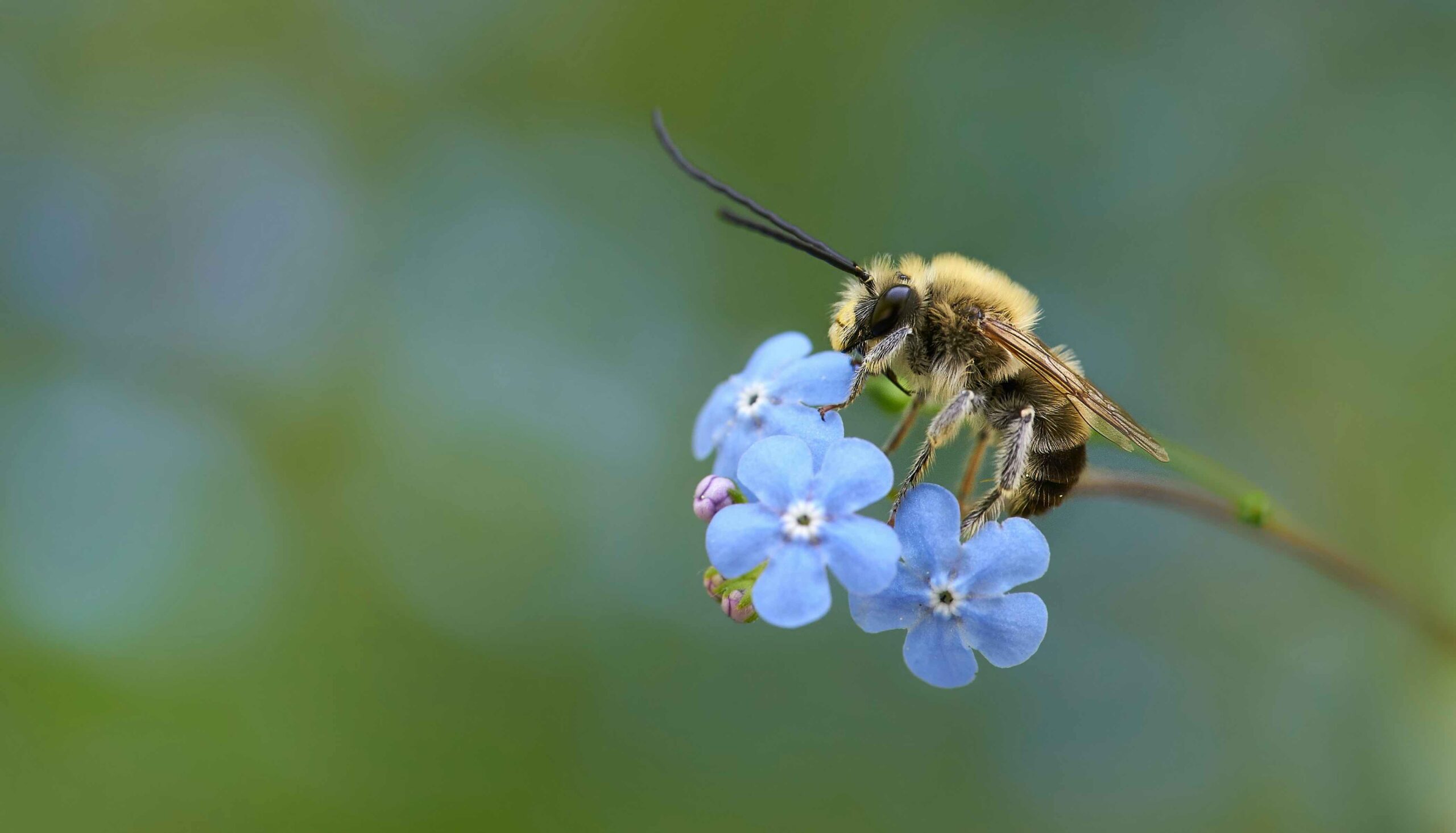 une jeune abeille posée sur une fleur bleue